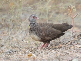  - Stone Partridge