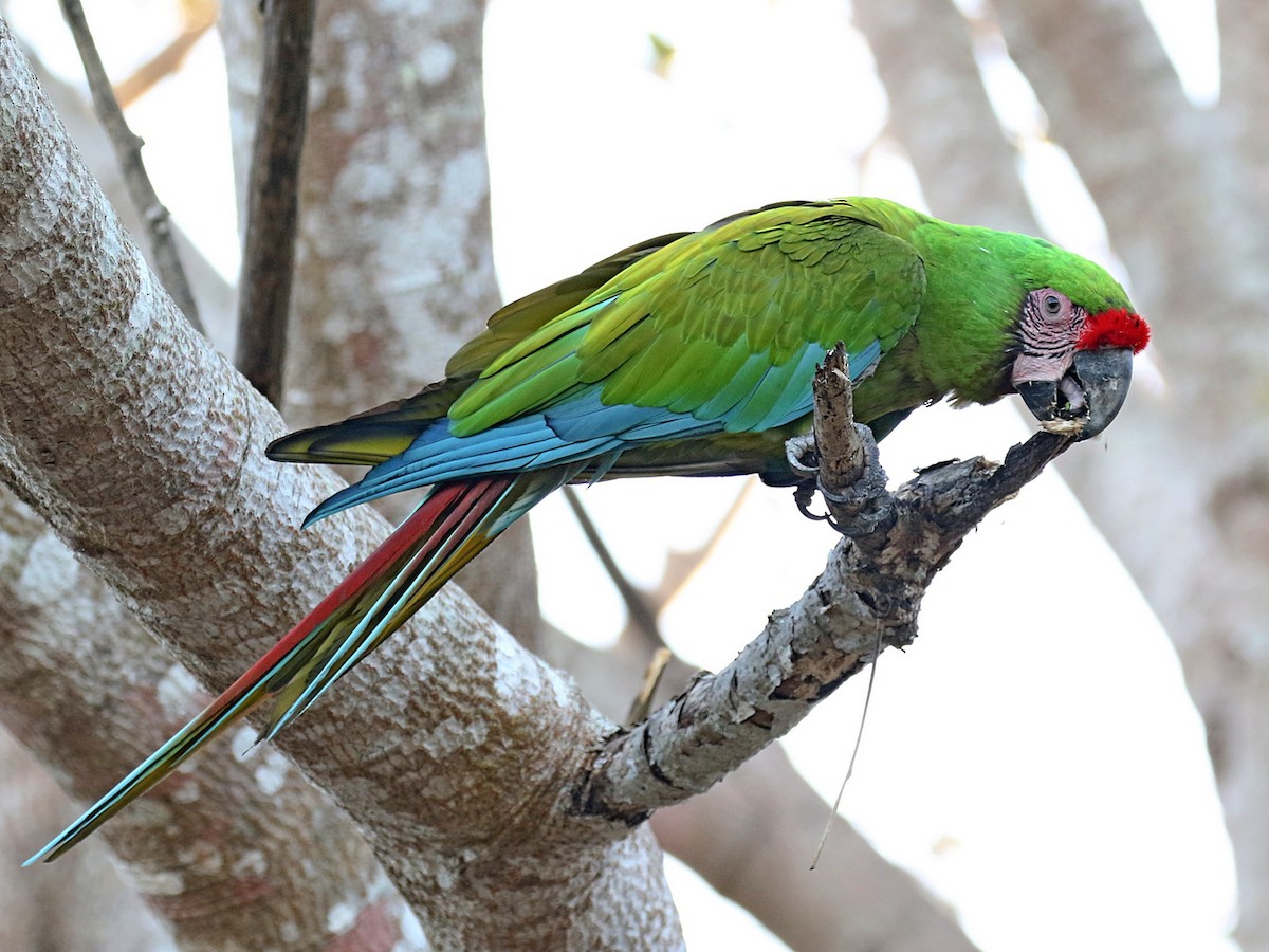 Military Macaw - Ara militaris - Birds of the World