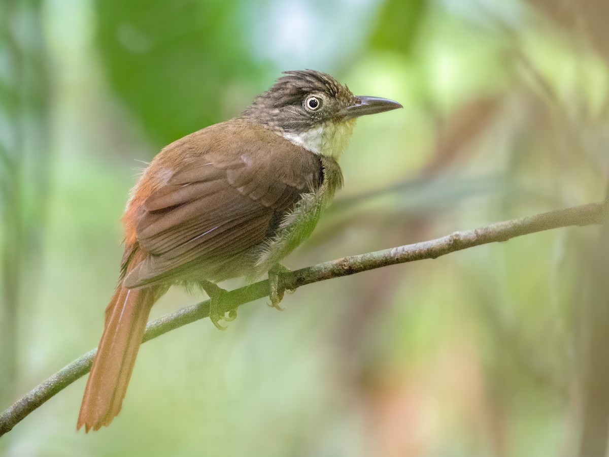 Para Foliage-gleaner - Automolus paraensis - Birds of the World