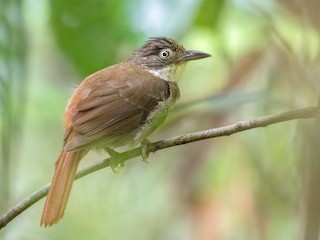  - Para Foliage-gleaner