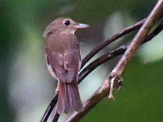  - Nicobar Jungle Flycatcher