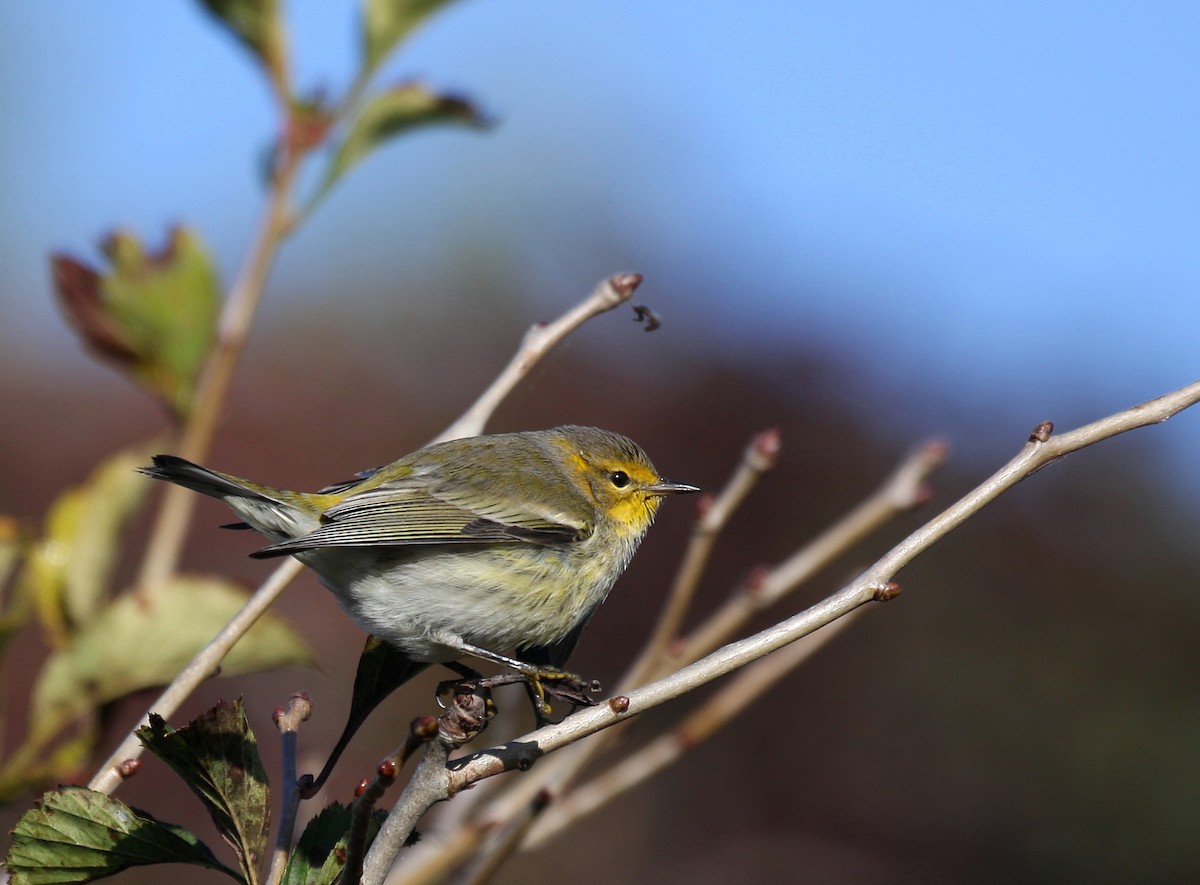 Cape May Warbler - ML36074881