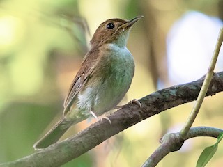  - Nicobar Jungle Flycatcher