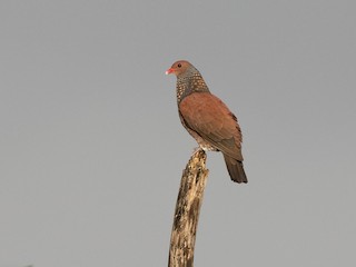  - Scaled Pigeon