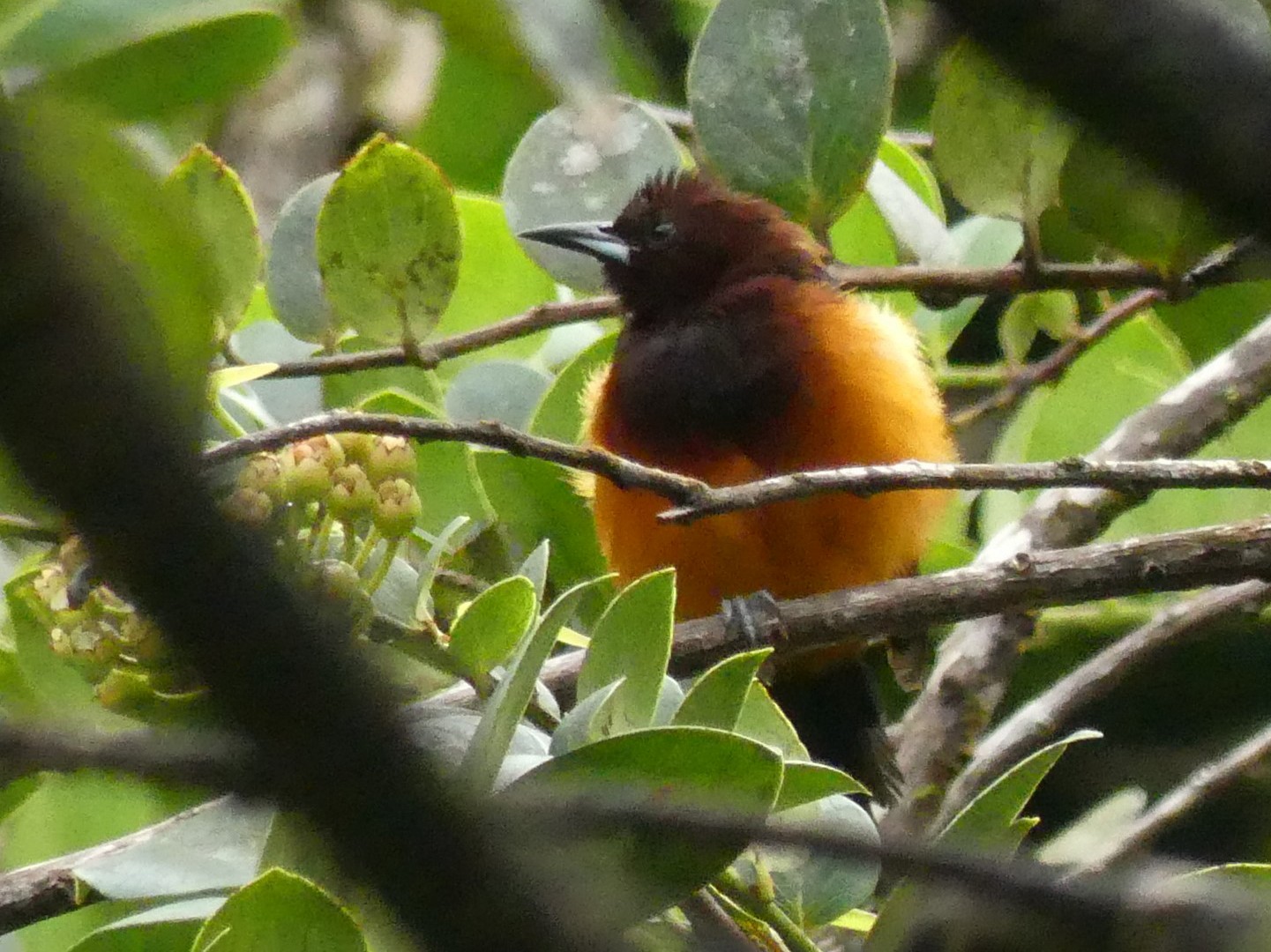 Martinique Oriole eBird