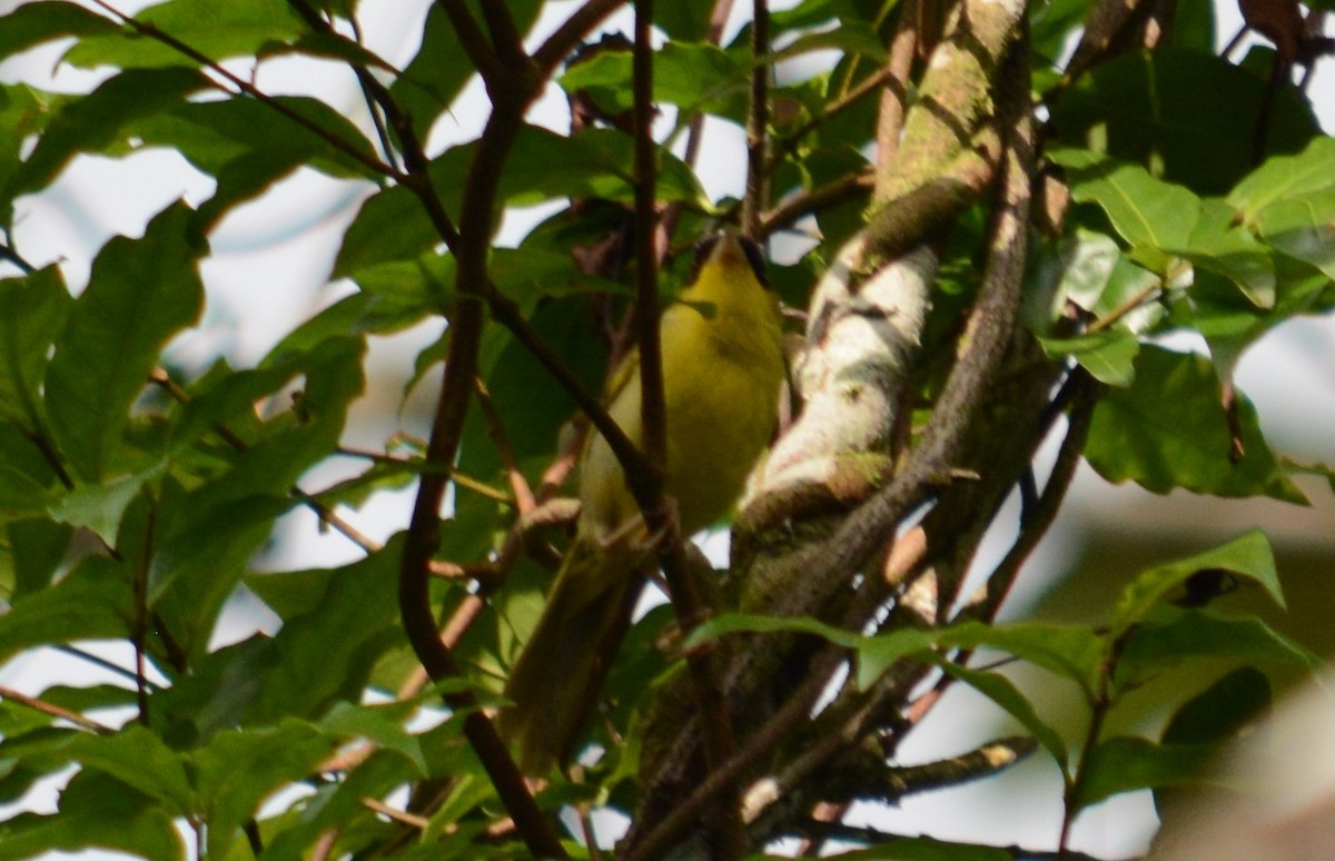 Gray-crowned Yellowthroat - ML360751121