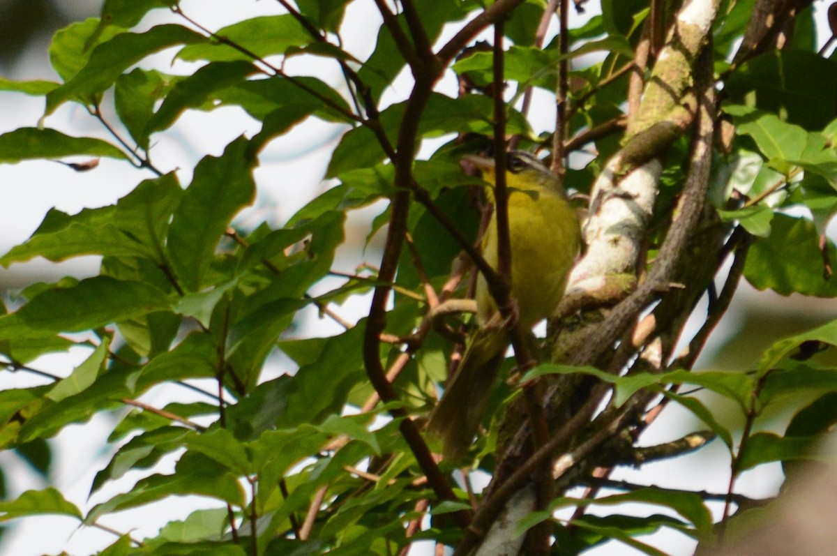 Gray-crowned Yellowthroat - ML360751131