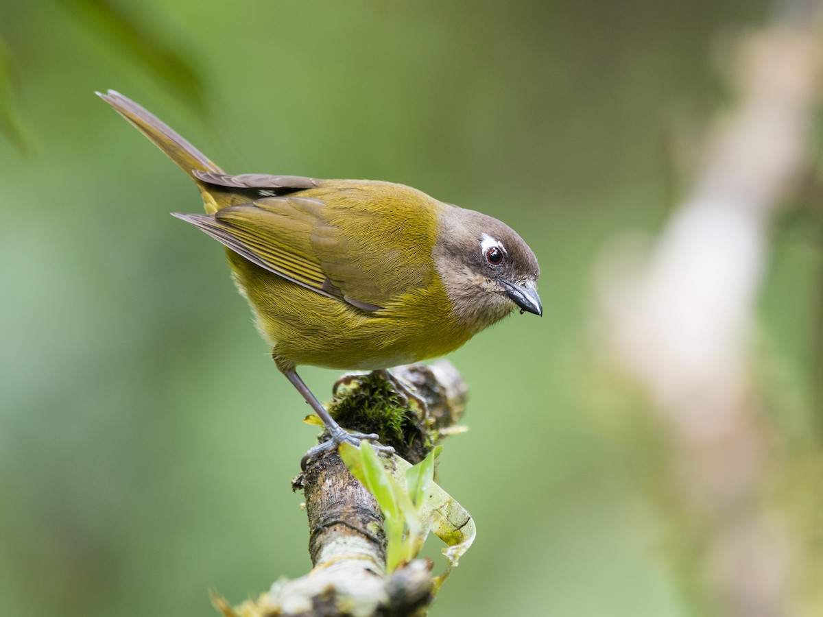 Common Chlorospingus - Chlorospingus flavopectus - Birds of the World