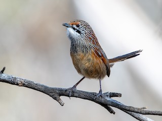  - Striated Grasswren