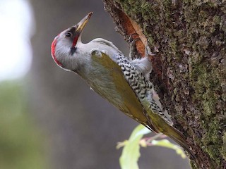  - Japanese Woodpecker