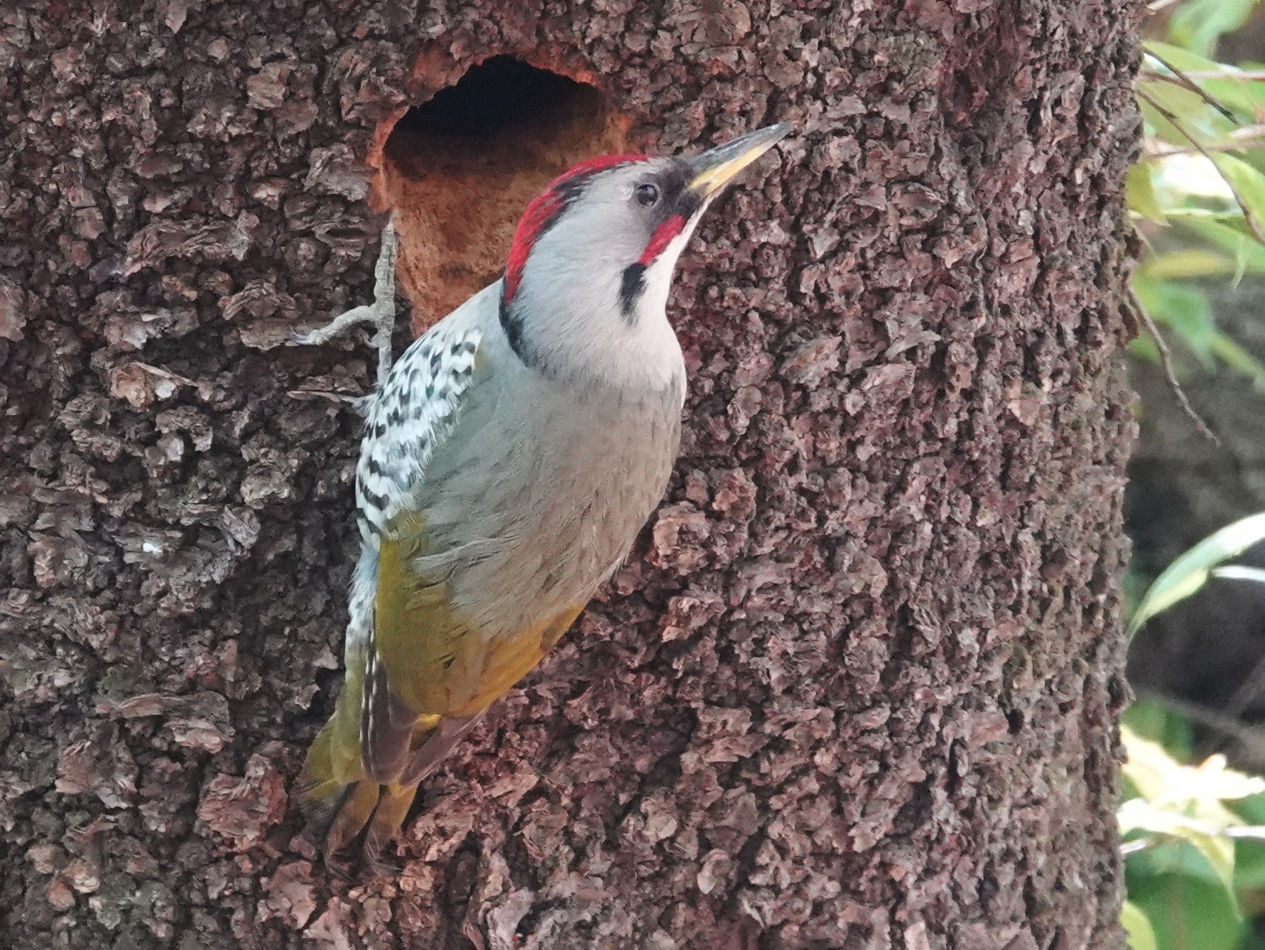 Japanese Woodpecker - Geoff Dobbs