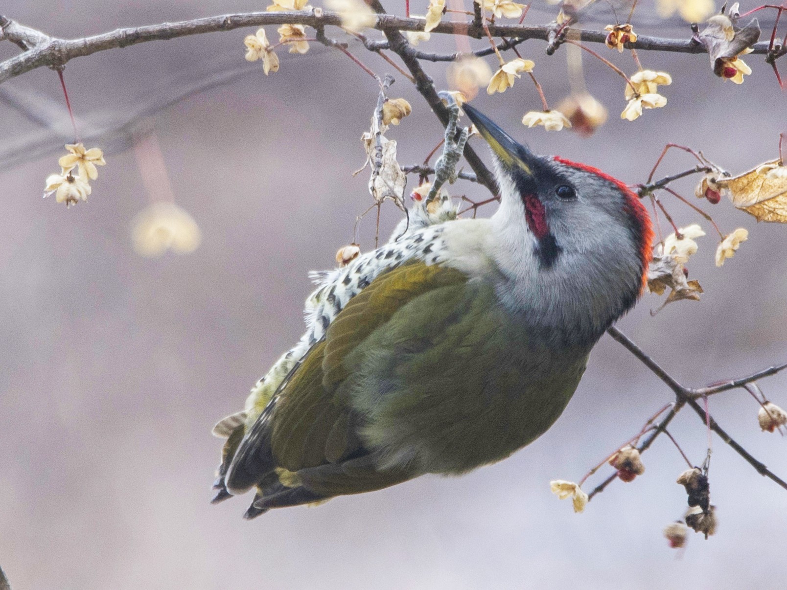 Japanese Woodpecker - Anonymous