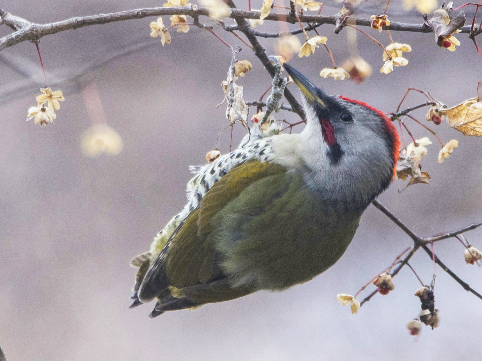 アオゲラ Ebird