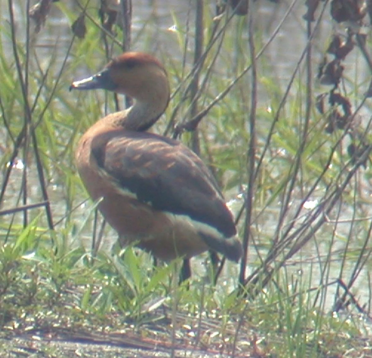 Fulvous Whistling-Duck - Michael Topp