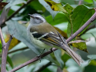  - White-banded Tyrannulet