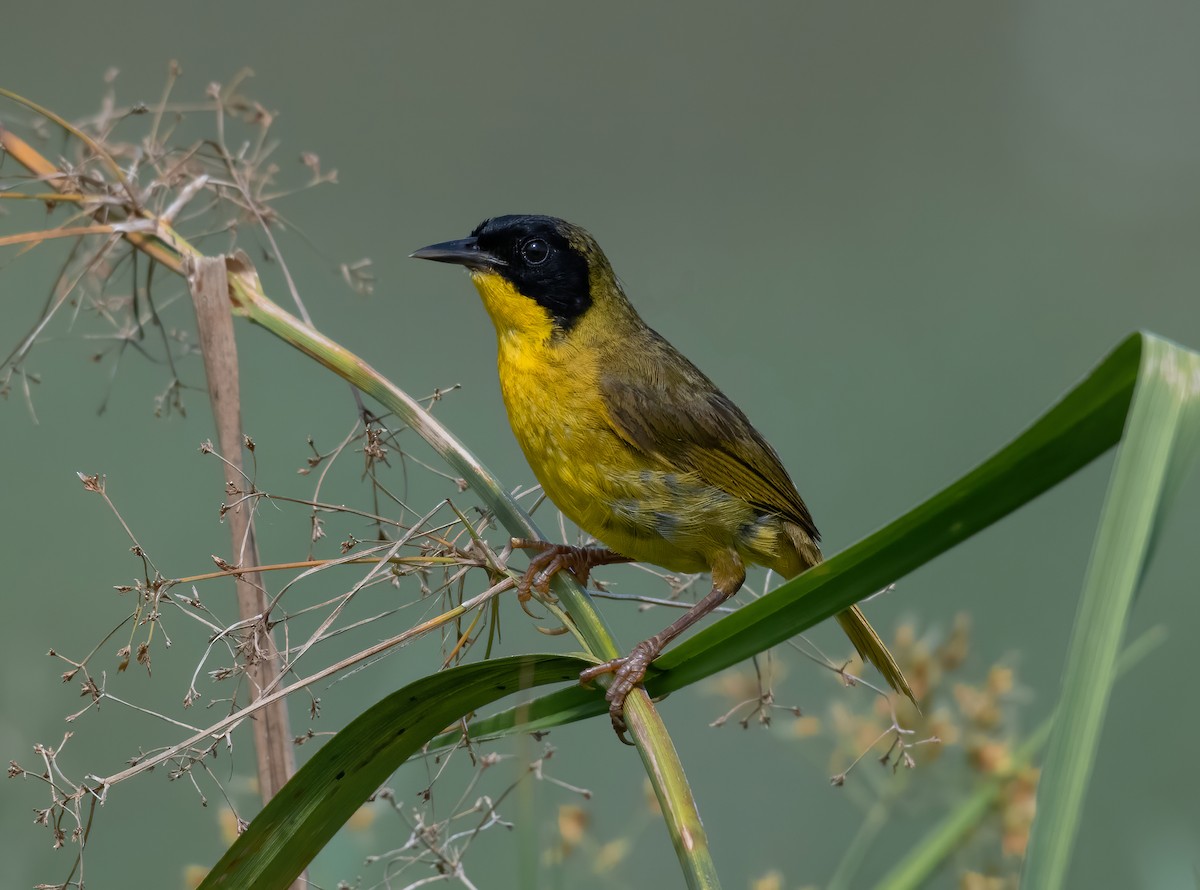 Olive-crowned Yellowthroat - ML360753881