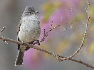  - Southern Beardless-Tyrannulet