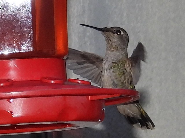 Anna's Hummingbird - ML360756621