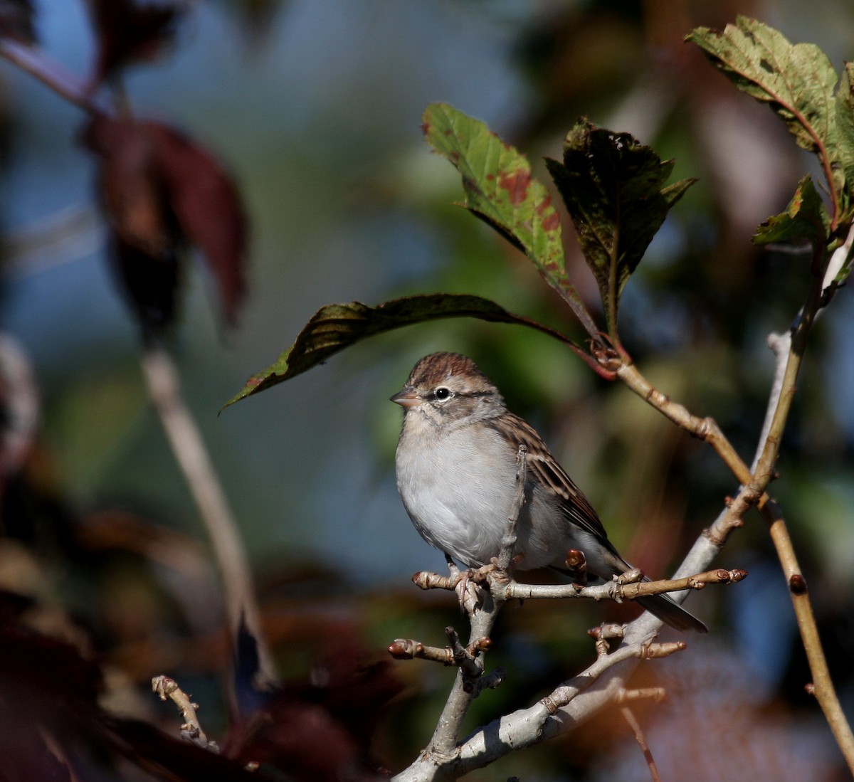 Chipping Sparrow - ML36075741