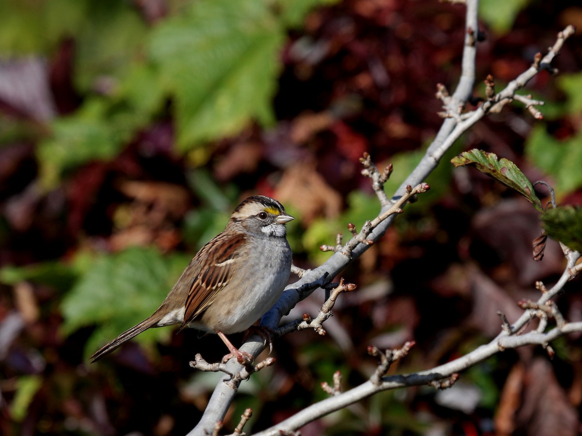 White-throated Sparrow - ML36075851