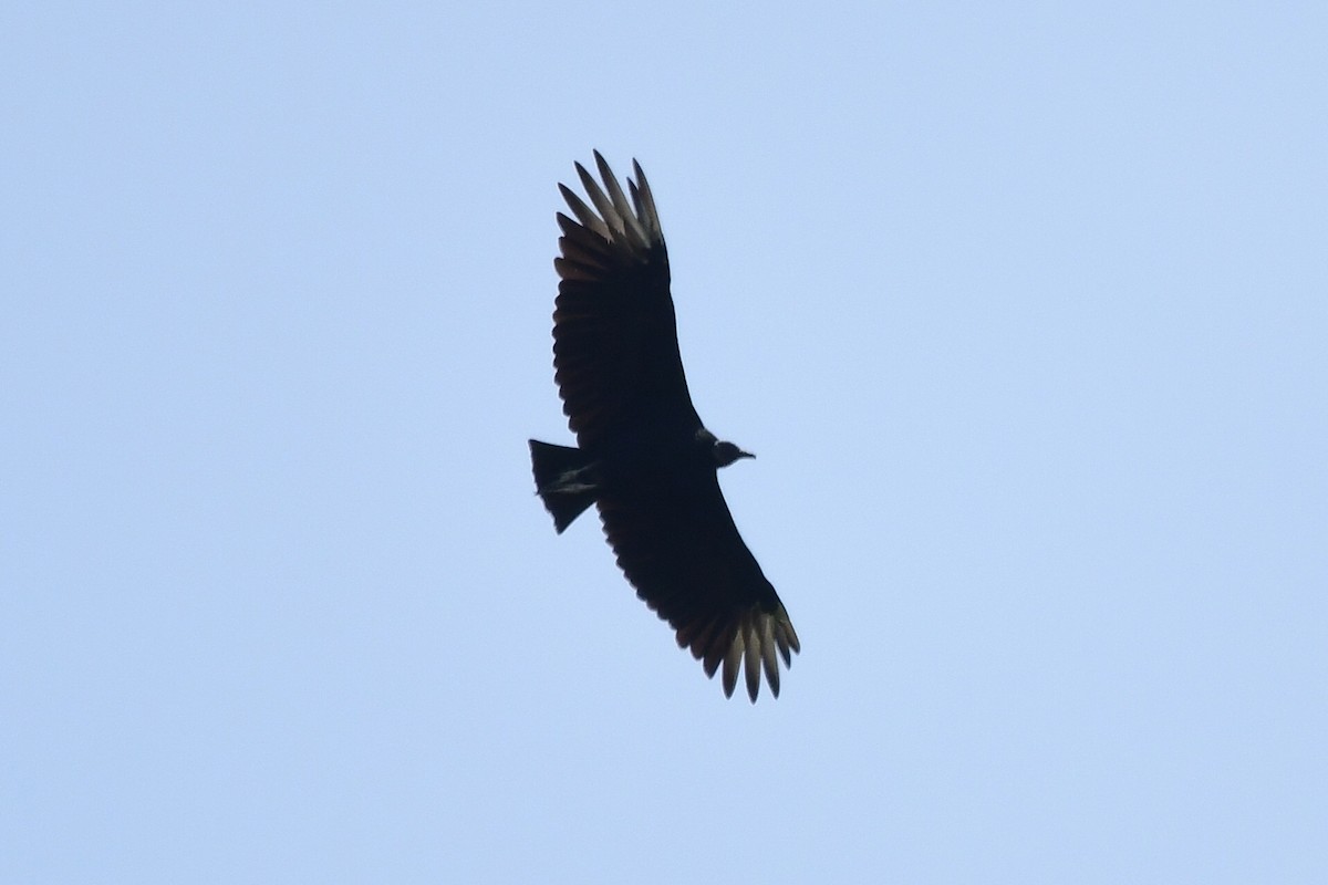 Black Vulture - Miguel Arribas Tiemblo