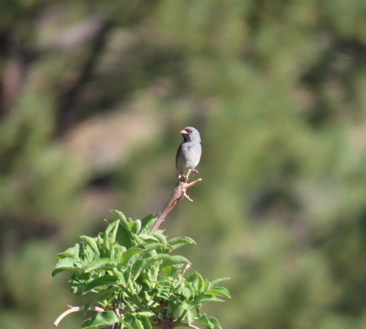 Black-chinned Sparrow - The Kingbirder