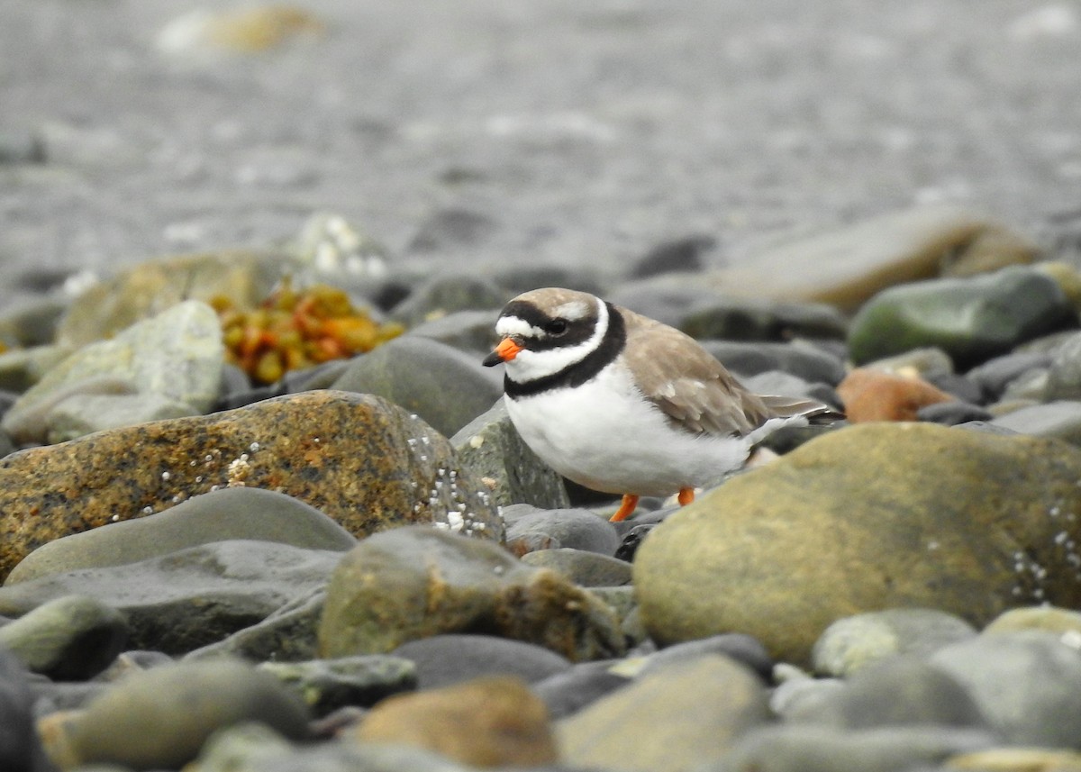 Common Ringed Plover - ML360775531
