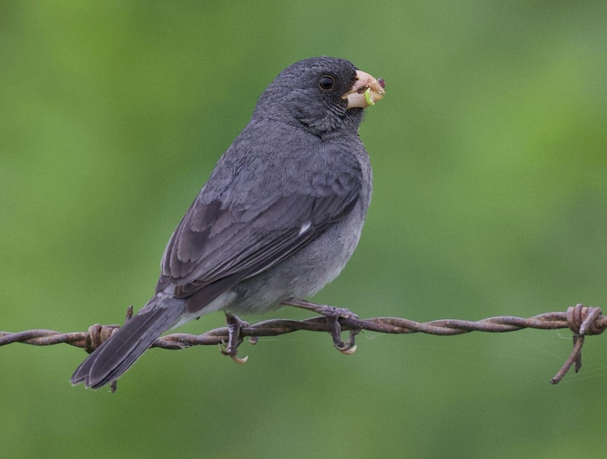 Gray Seedeater - ML360781121