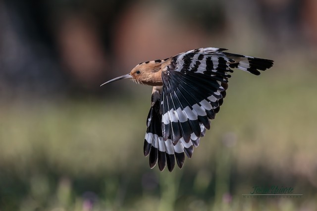 Adult (nominate&nbsp;<em>epops</em>), Flight. - Eurasian Hoopoe - 