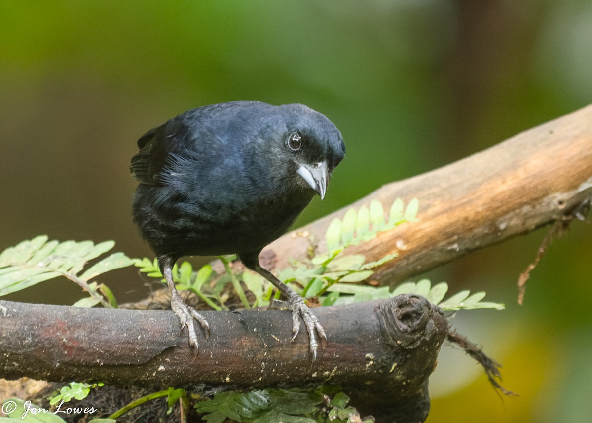 White-lined Tanager - ML360785681