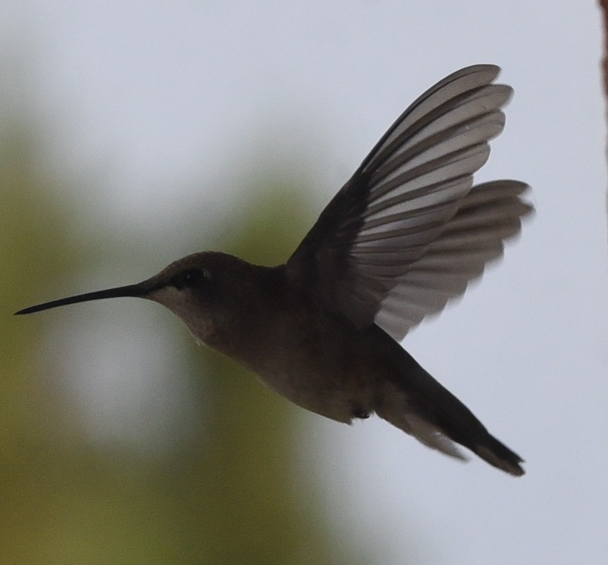 Black-chinned Hummingbird - Glenn Dunmire