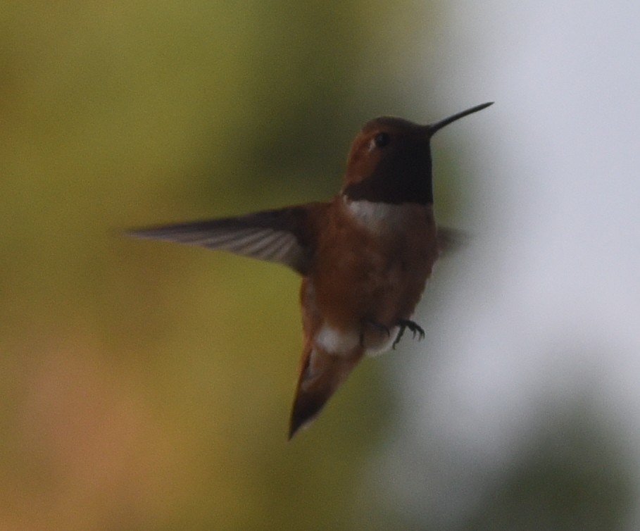 Rufous Hummingbird - ML360789251