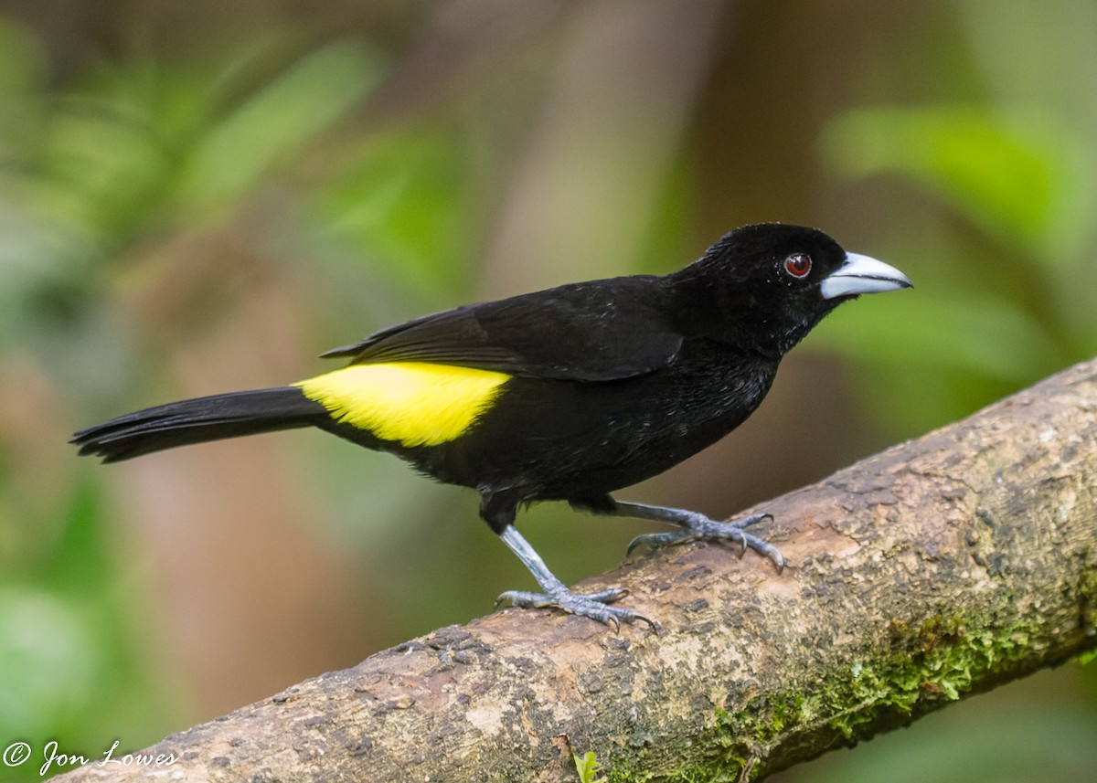 Flame-rumped Tanager (Lemon-rumped) - ML360795191