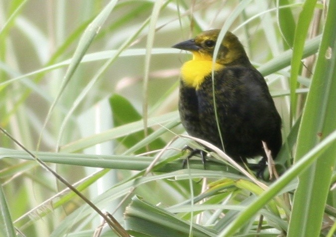 Yellow-hooded Blackbird - ML360795561