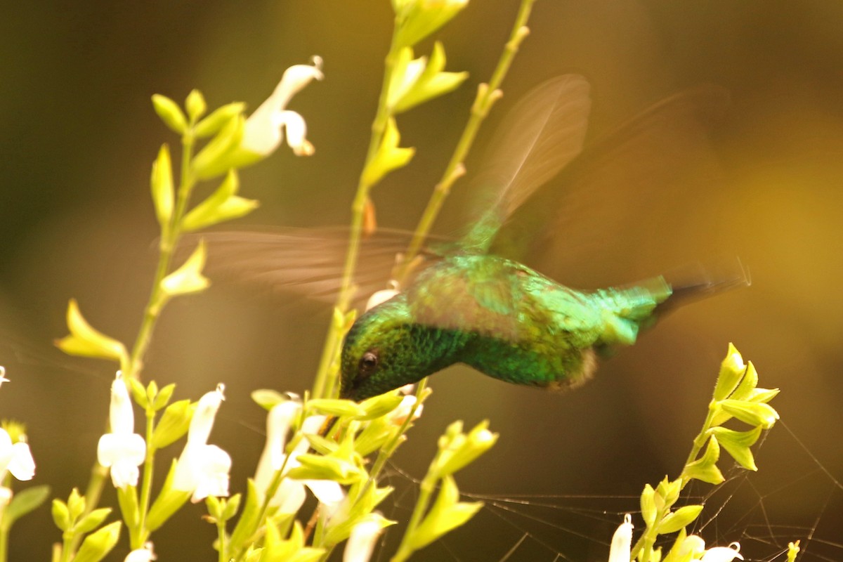 kolibřík blýskavý - ML360797311