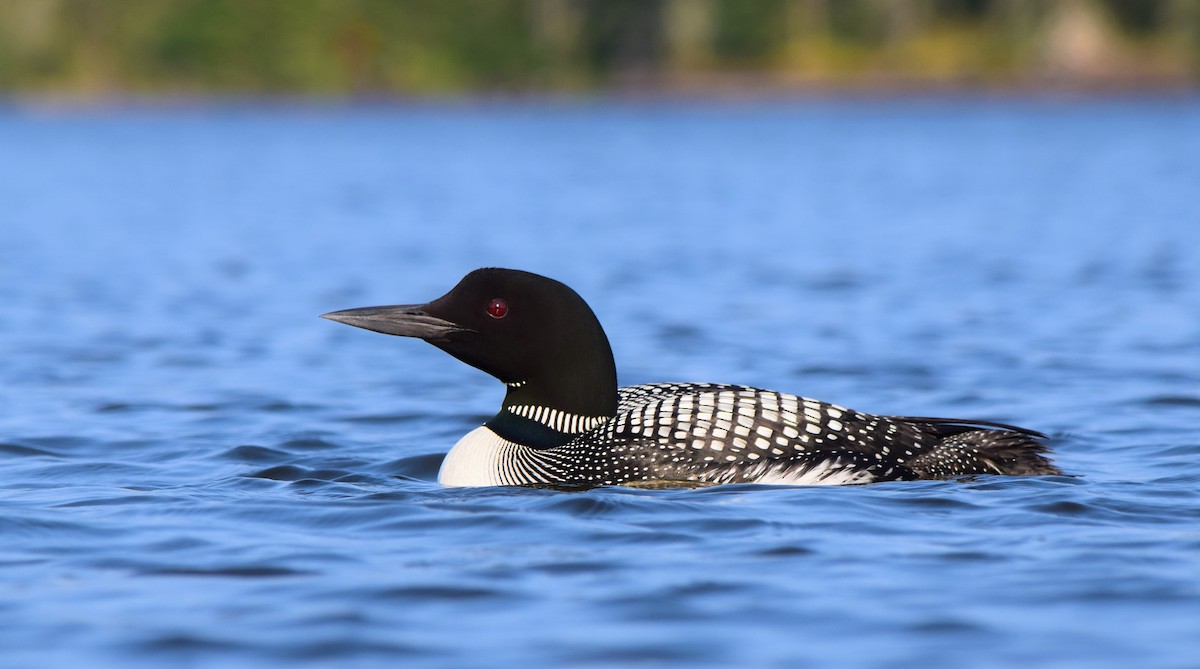 Common Loon - Gregory Bryan