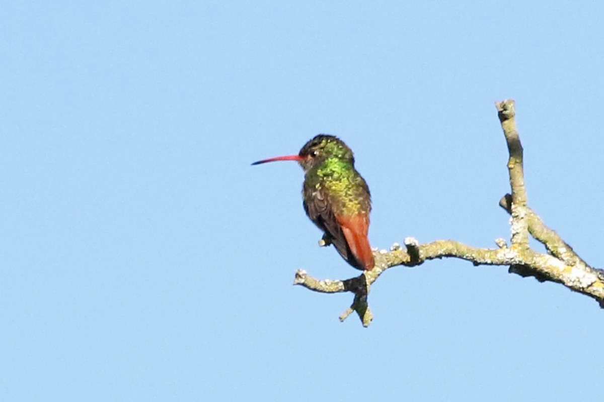 Rufous-tailed Hummingbird - Jeffrey Offermann