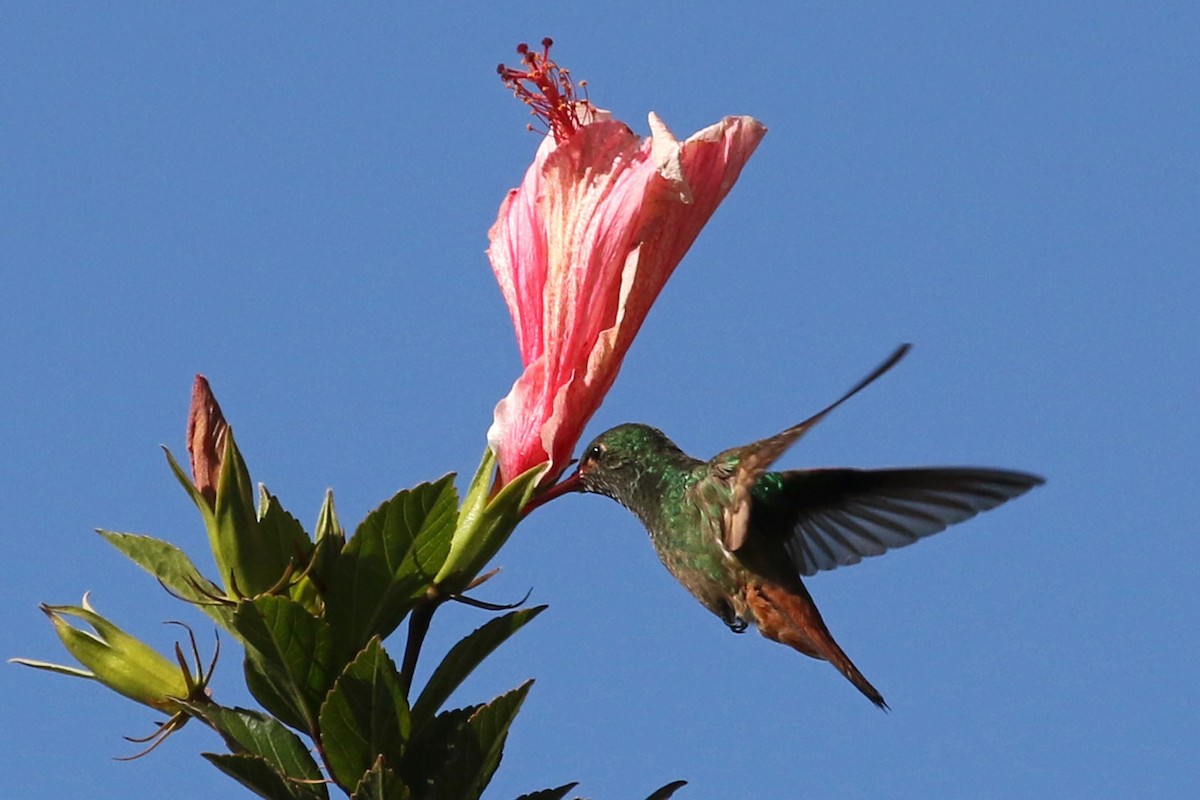 Rufous-tailed Hummingbird - ML360797781