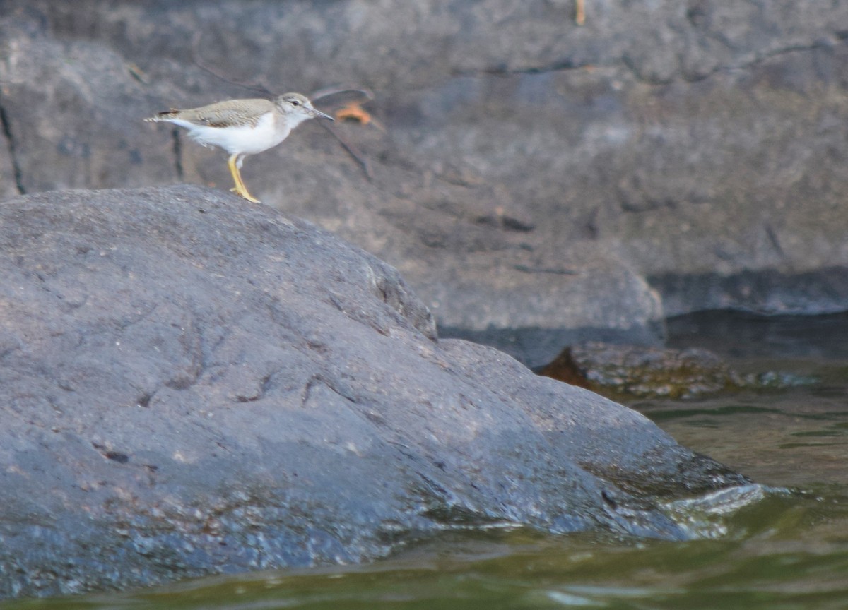Spotted Sandpiper - Gregory Bryan