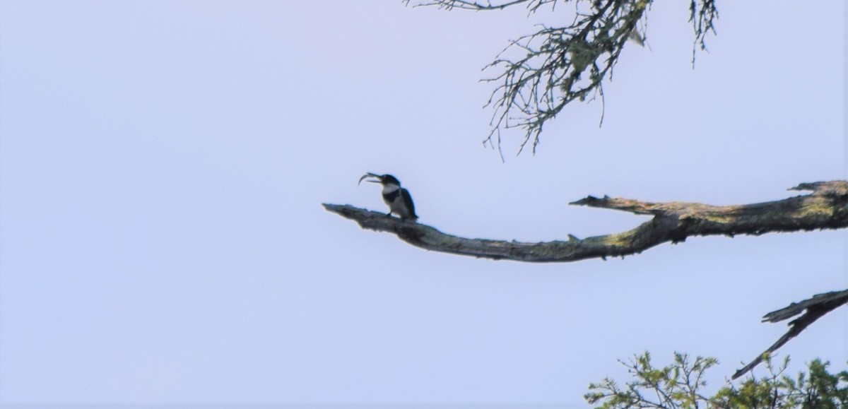 Belted Kingfisher - ML360798261