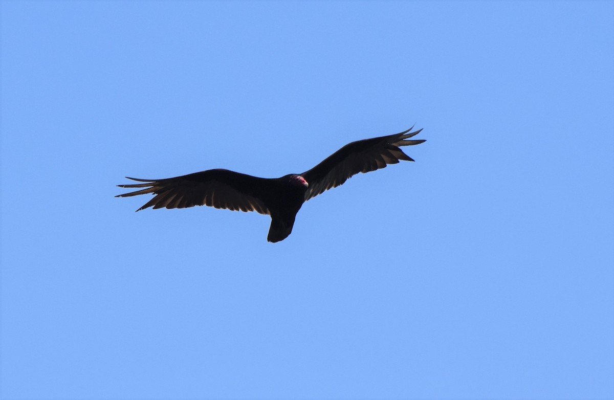 Turkey Vulture - ML360798381
