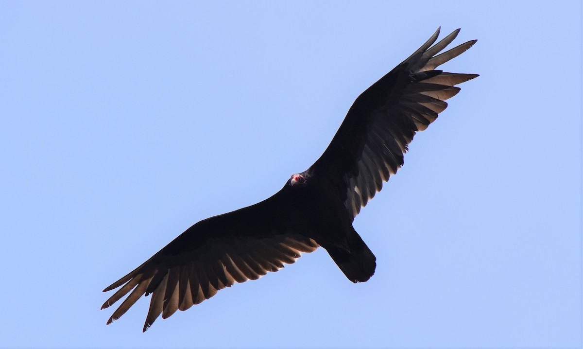 Turkey Vulture - ML360798401