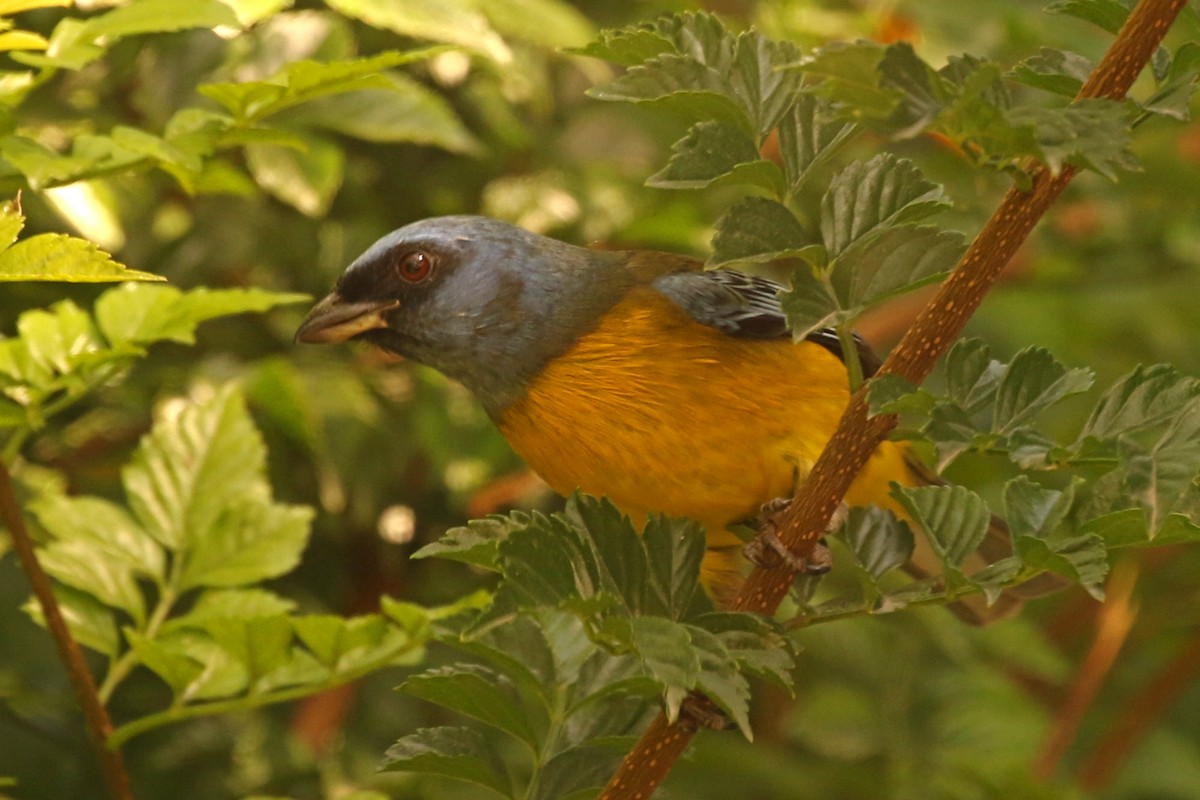 Blue-and-yellow Tanager - ML360800141