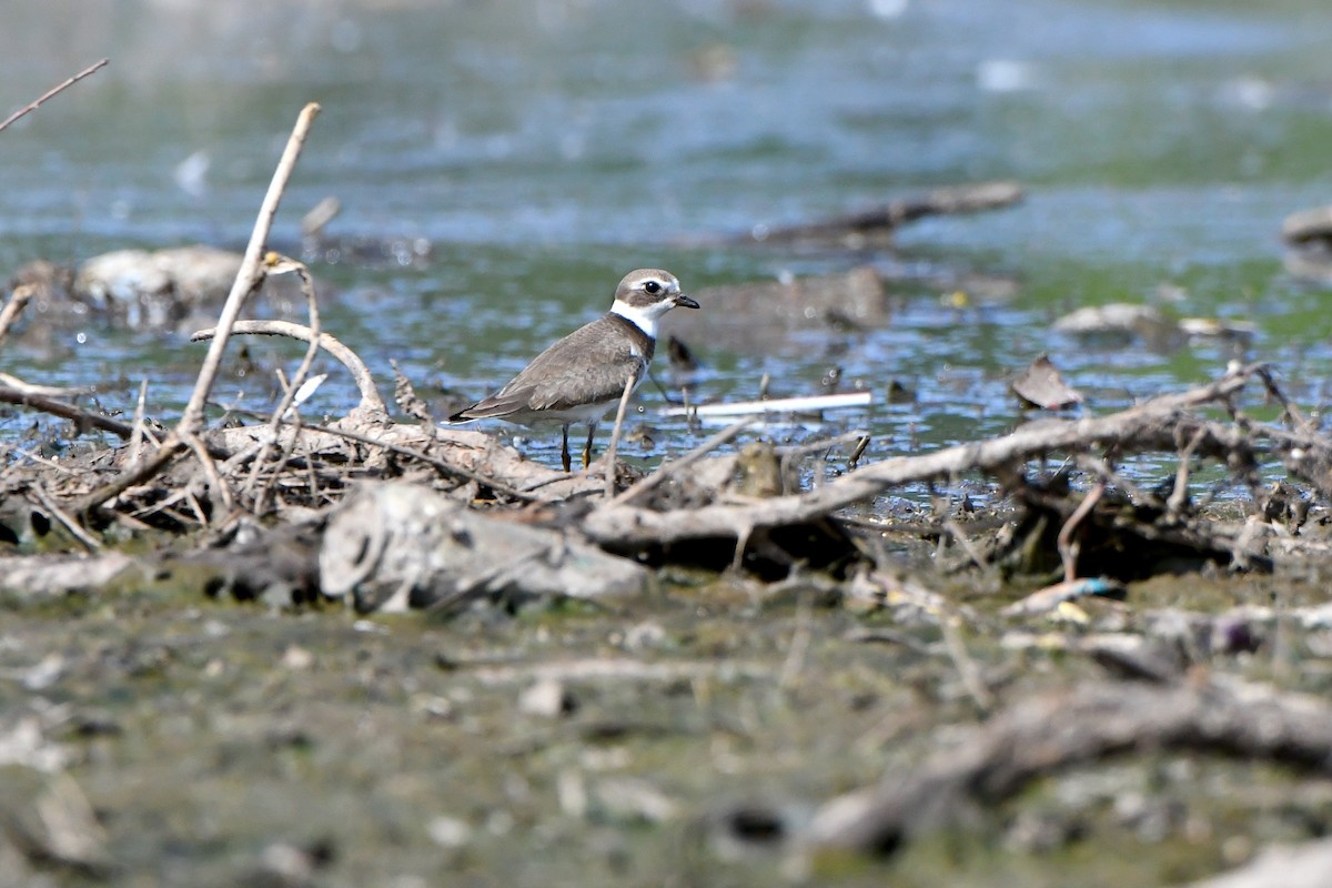 Semipalmated Plover - M Nagy