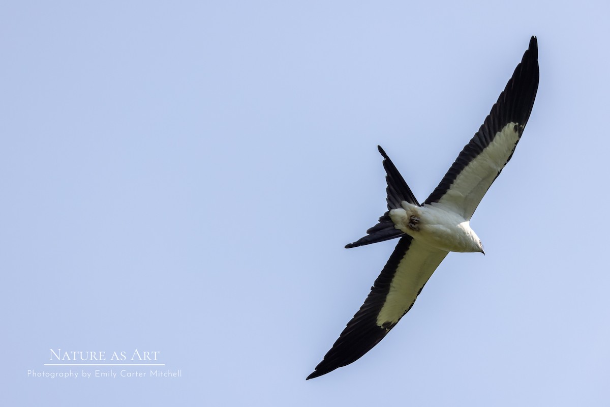 Swallow-tailed Kite - ML360810701