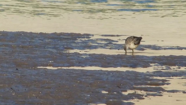 Long-billed Dowitcher - ML360811101