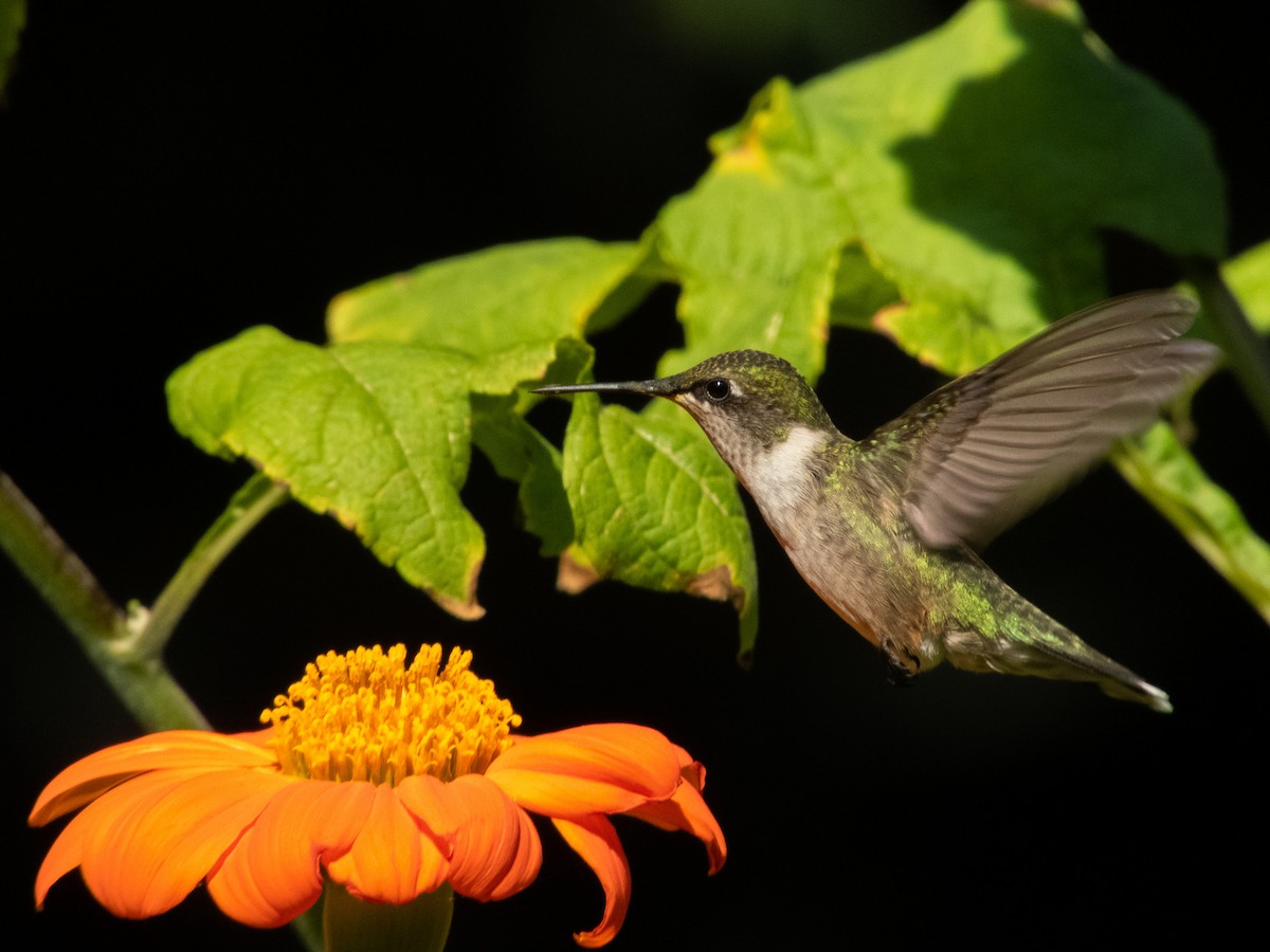 Ruby-throated Hummingbird - Daniel Belland