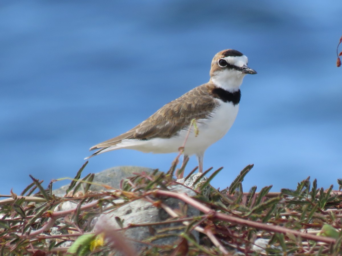 Collared Plover - ML360813421