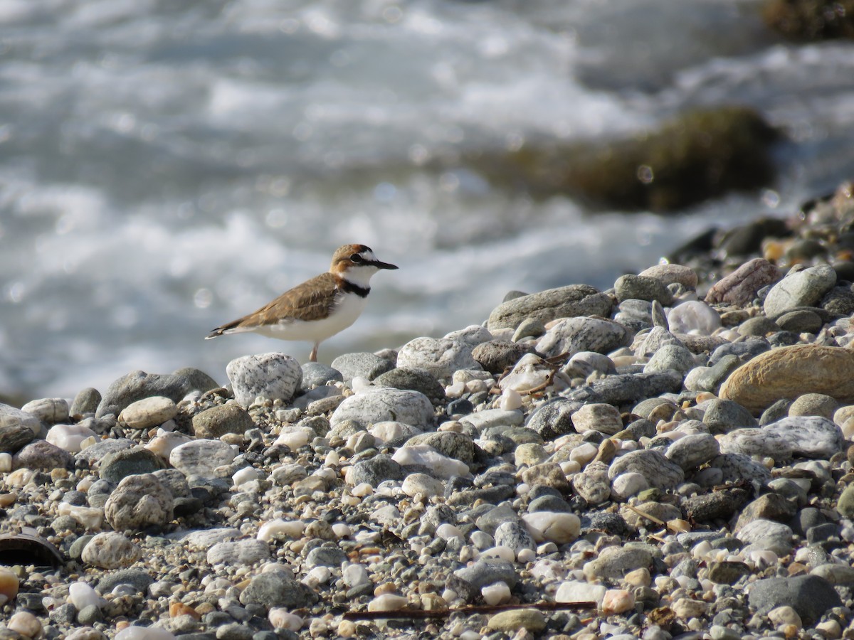 Collared Plover - ML360813441