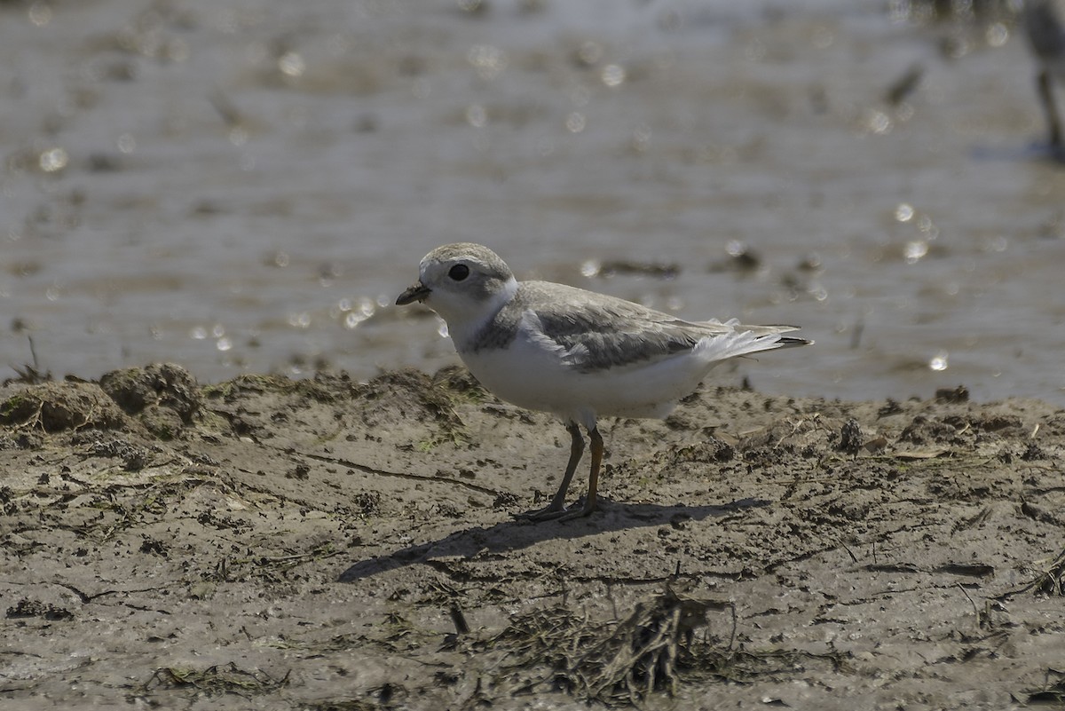 Piping Plover - ML360815401